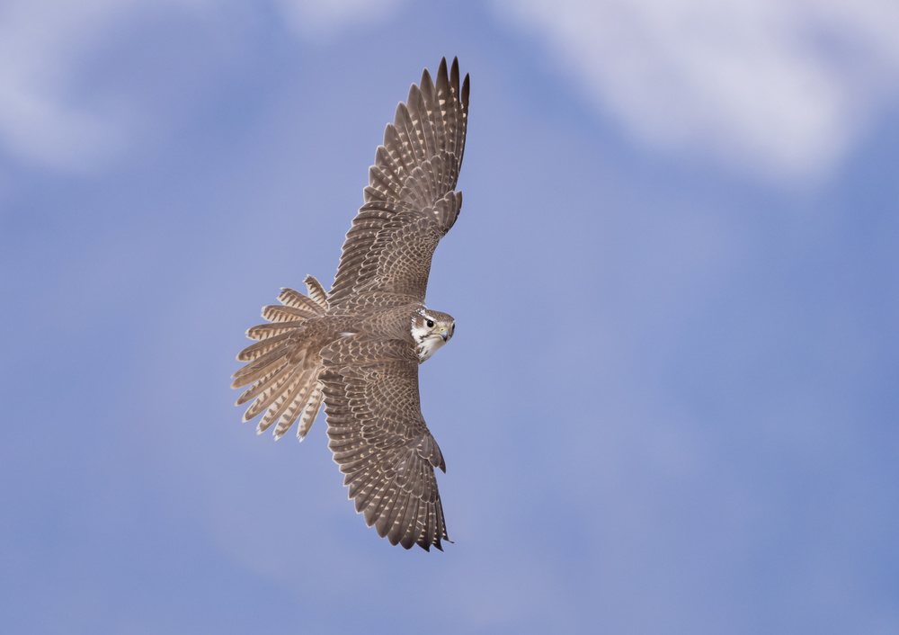 Top of the avian food chain von Greg Barsh