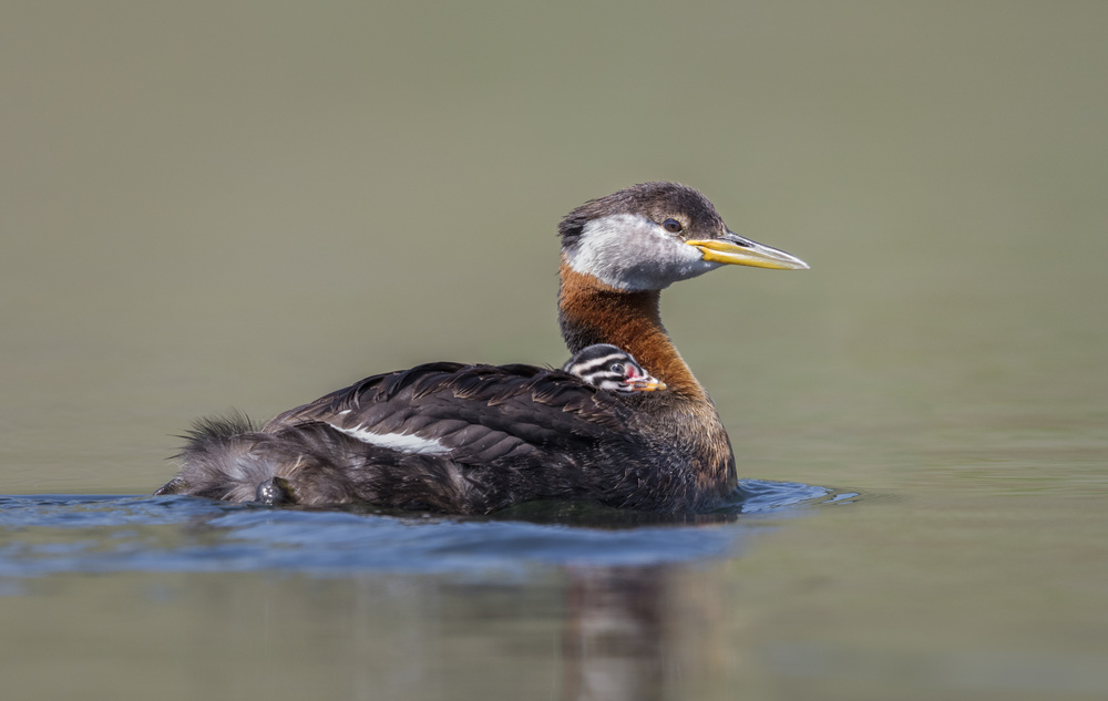 Baby on board von Greg Barsh