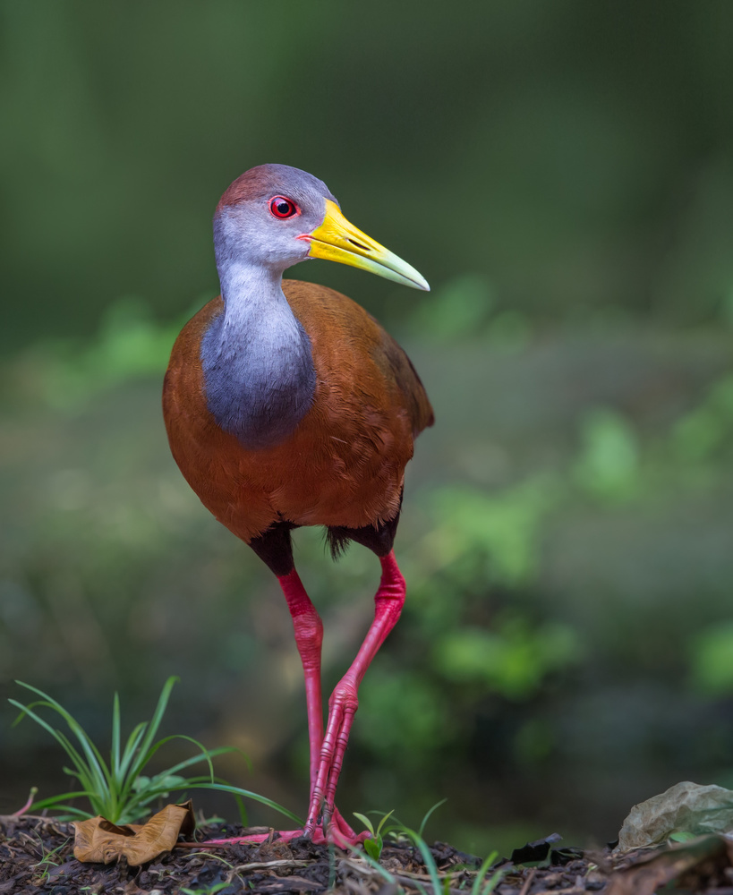 Wood Rail Glimpse von Greg Barsh