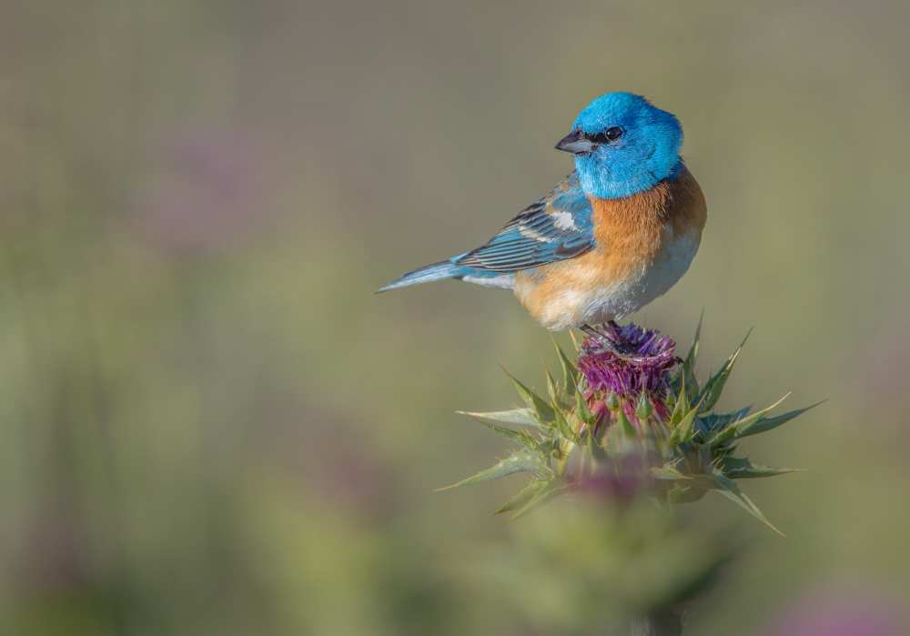 Blowin' in the wind von Greg Barsh