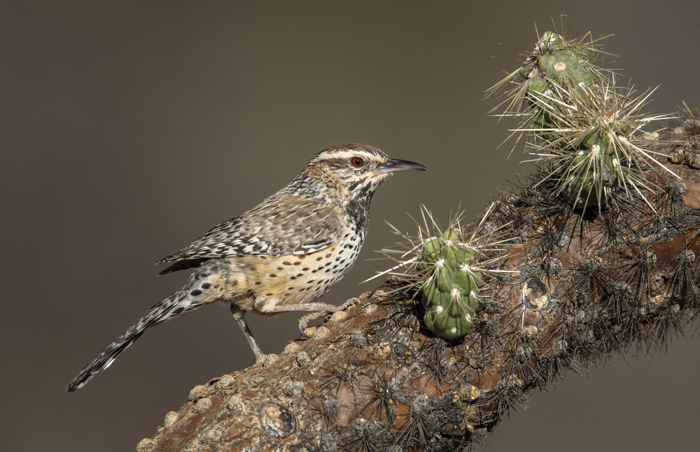 Cholla bird von Greg Barsh