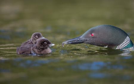 One invertebrate, two mouths