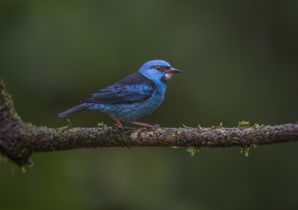 Simply Blue von Greg Barsh