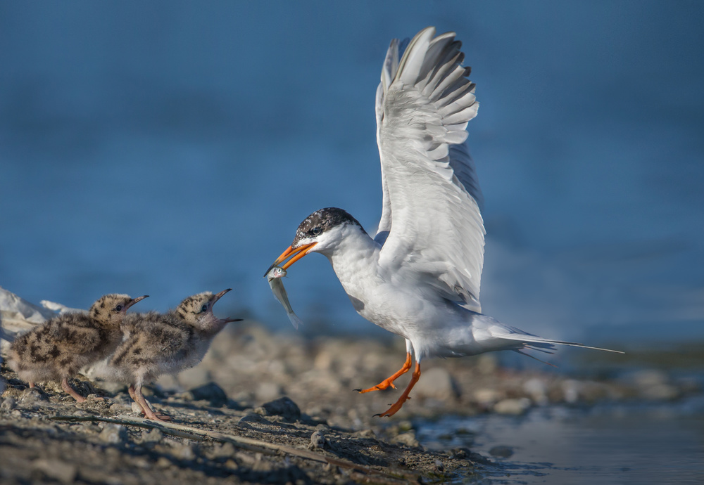 Incoming von Greg Barsh