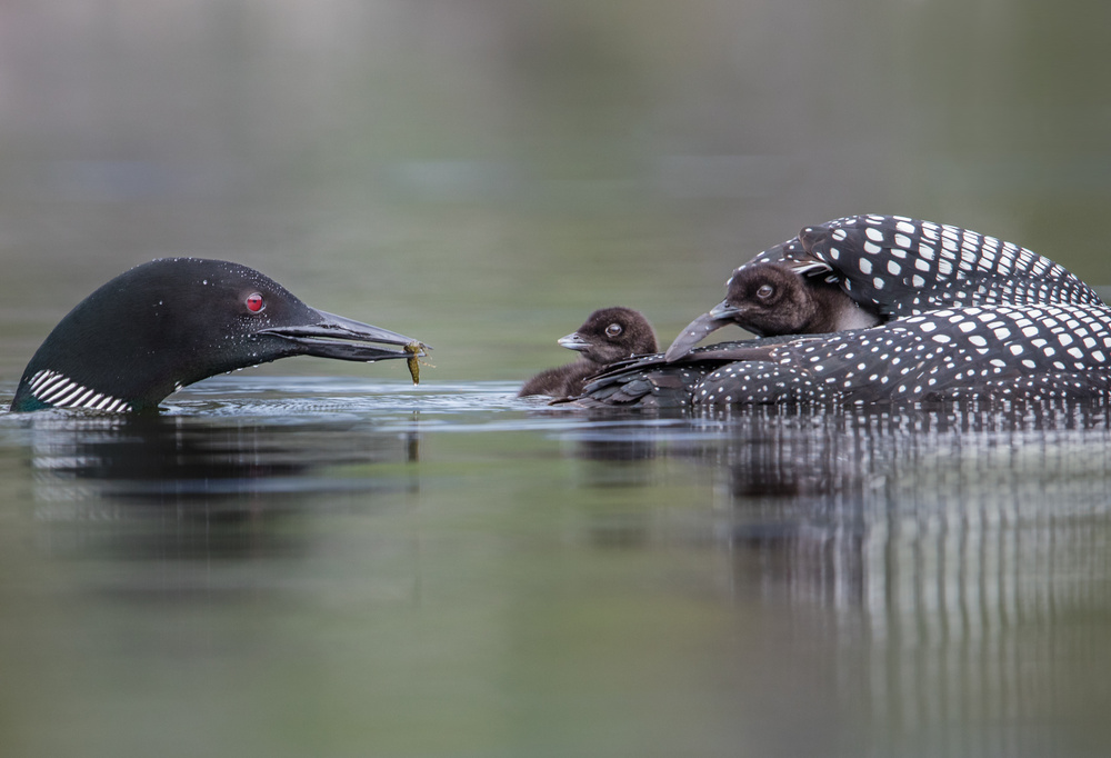 Family dining von Greg Barsh