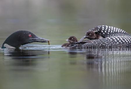 Family dining