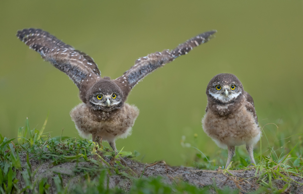 Learning to Fly von Greg Barsh