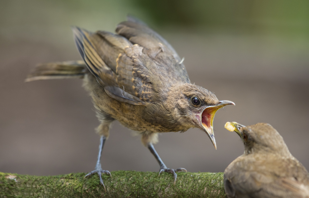 Feed Me! von Greg Barsh