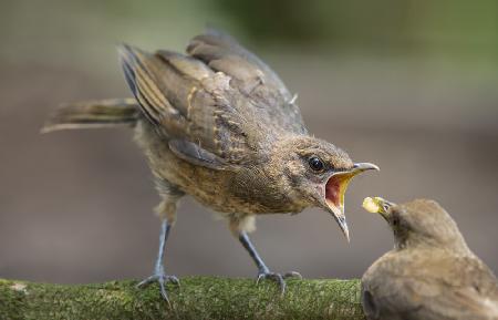 Feed Me!