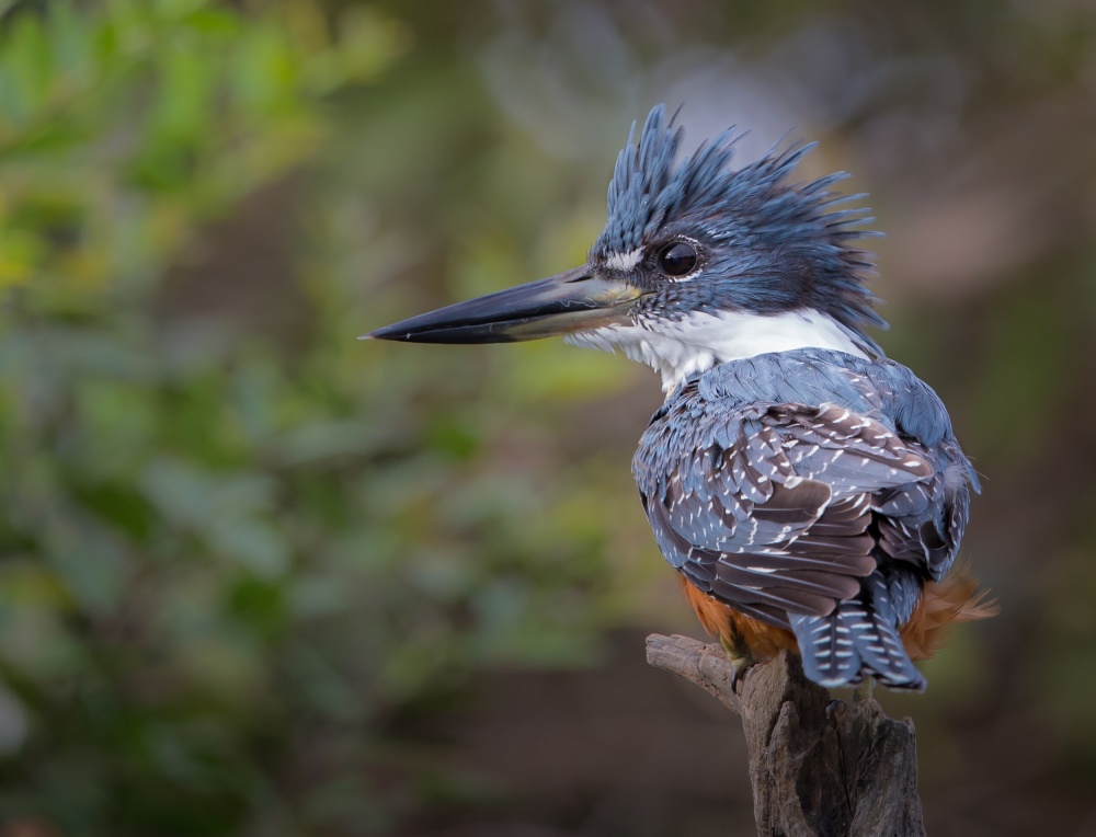 Good hair day von Greg Barsh