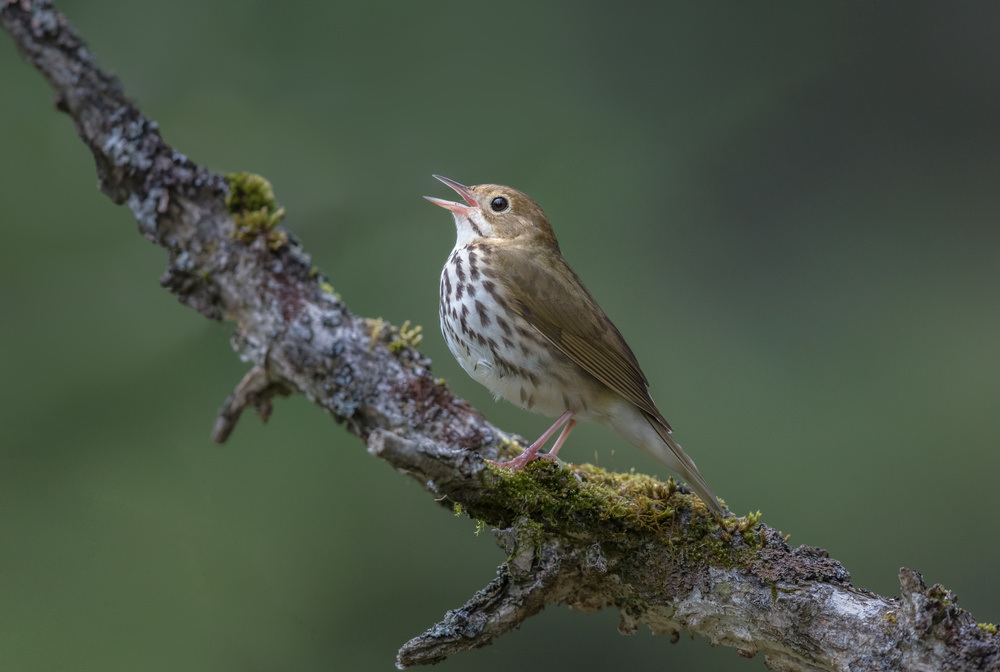 In the forest von Greg Barsh