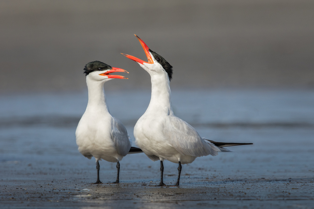 Caspian Conversation von Greg Barsh