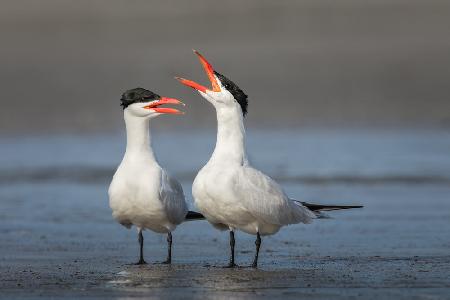 Caspian Conversation