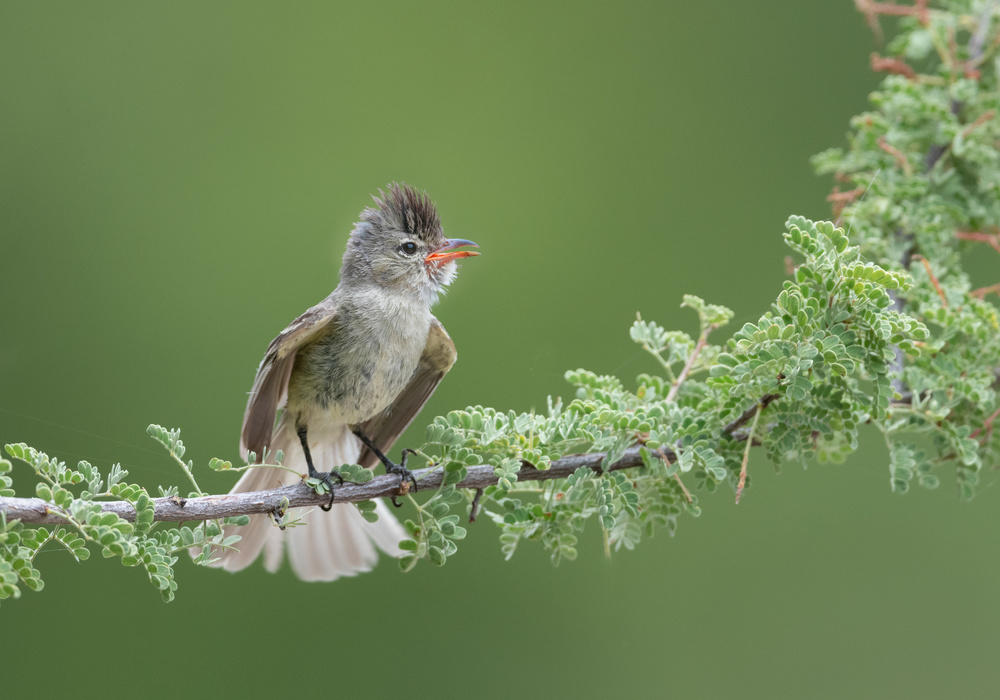 Small but loud von Greg Barsh