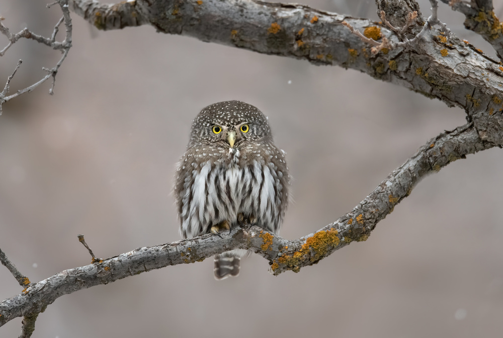 Little guy in the snow von Greg Barsh