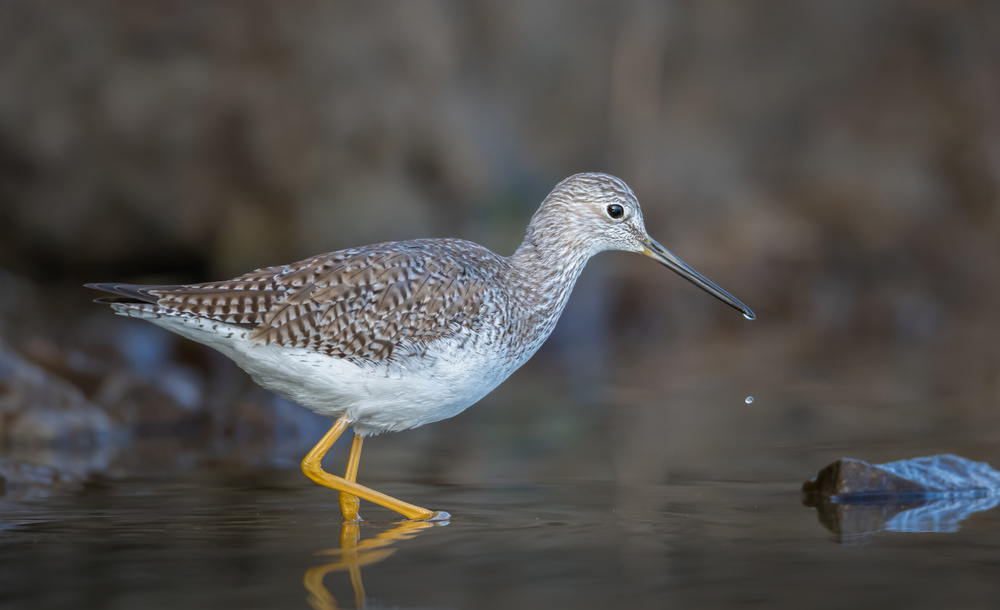 Shoreline yellowlegs von Greg Barsh