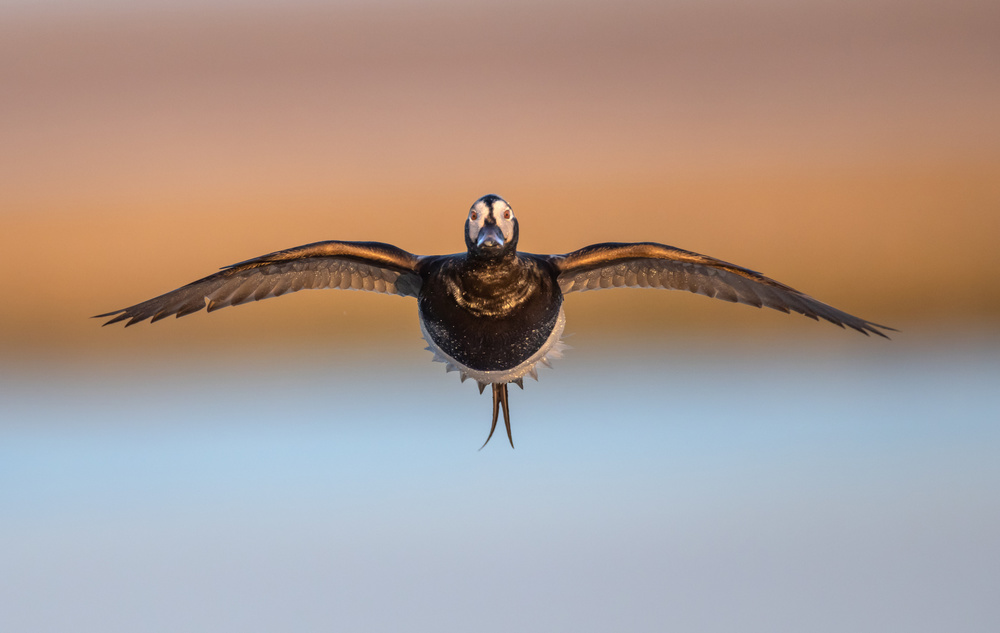 Final approach von Greg Barsh