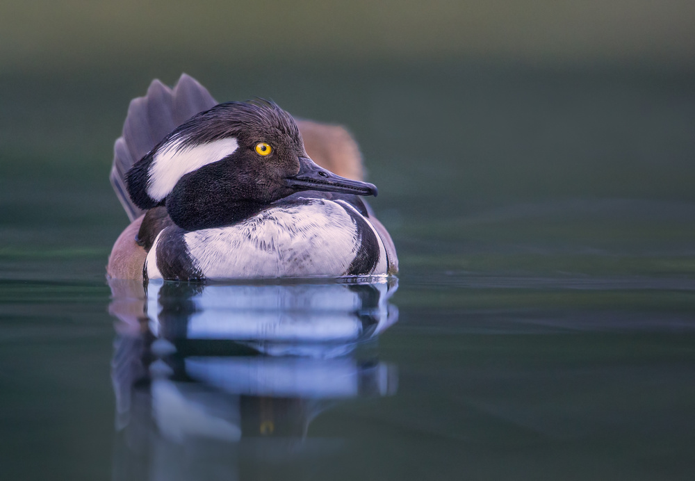 Merganser morning von Greg Barsh