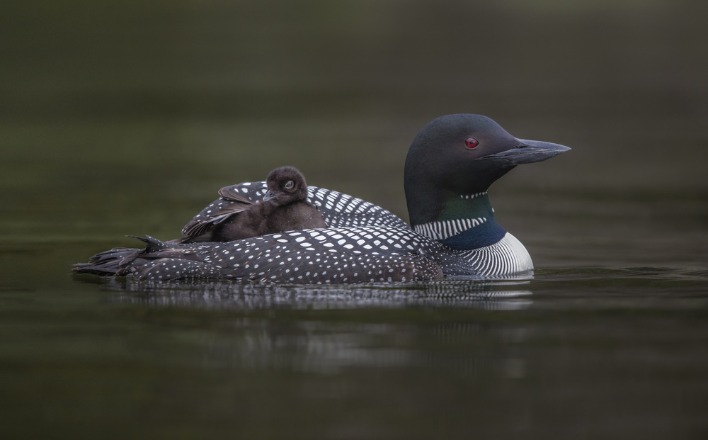 Along for the ride von Greg Barsh