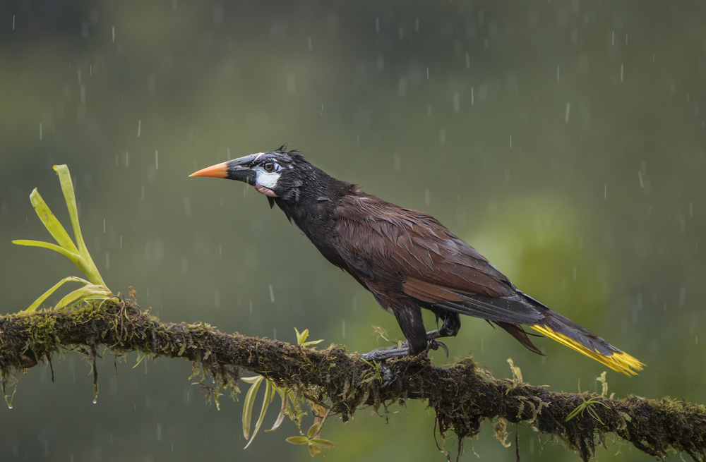 Wet Oropendula von Greg Barsh