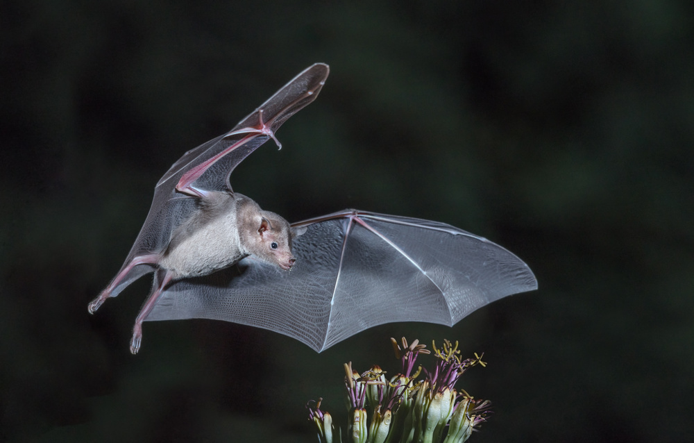 Nectar at night von Greg Barsh