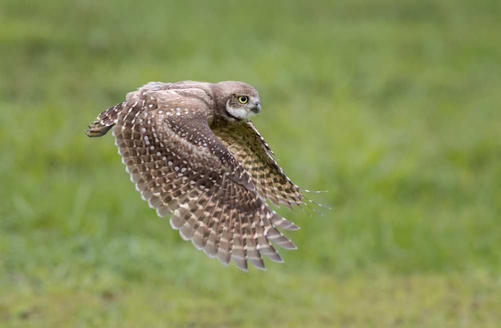 On the hunt von Greg Barsh