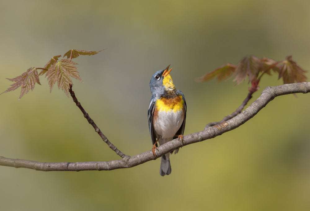 Parula on stage von Greg Barsh