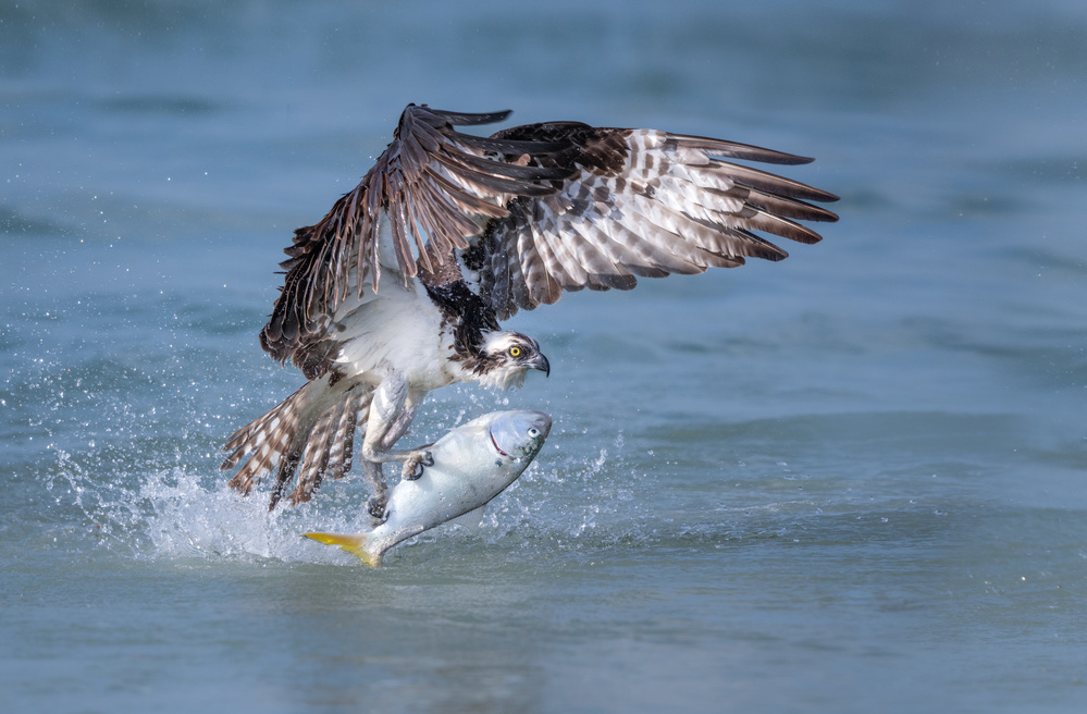 Pompano! von Greg Barsh