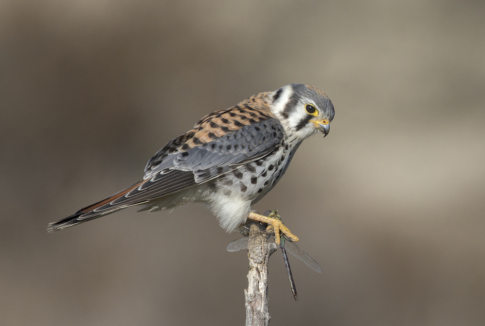 Posing pause von Greg Barsh