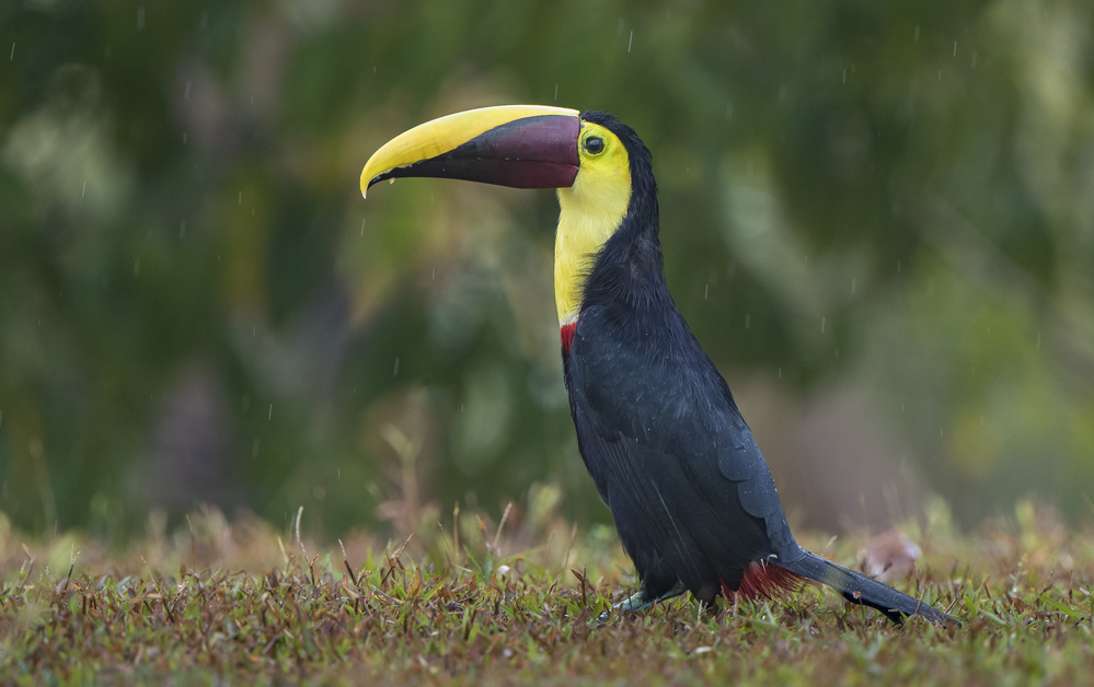 Rainy toucan von Greg Barsh