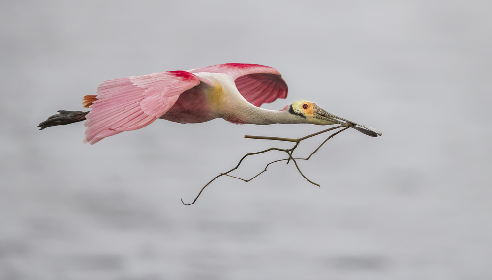 Pink and grey von Greg Barsh