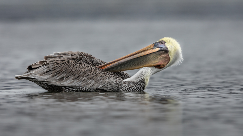 Backscratcher von Greg Barsh