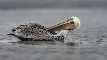 Backscratcher