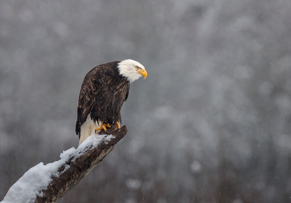 Snow on the Skagit von Greg Barsh