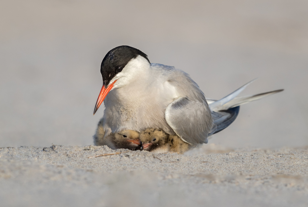 Protection von Greg Barsh