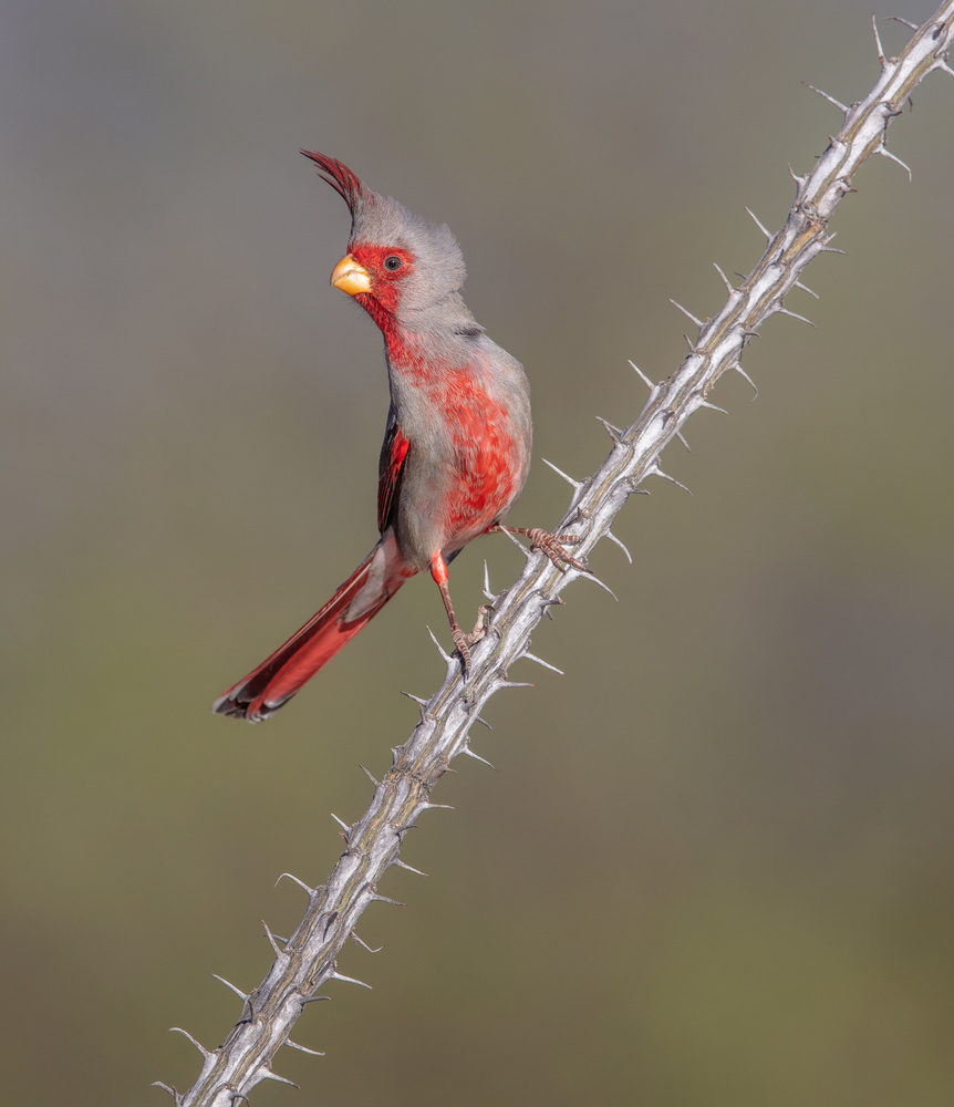 Prickly Bird von Greg Barsh