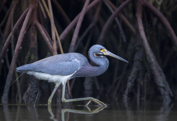 Stalking in the Mangroves von Greg Barsh