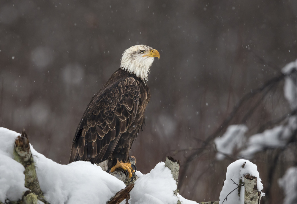 Proud but cold von Greg Barsh