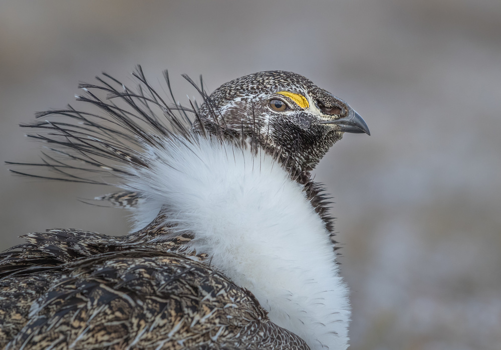 Proud Grouse von Greg Barsh