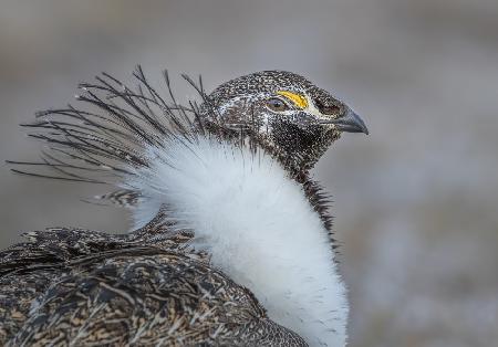 Proud Grouse