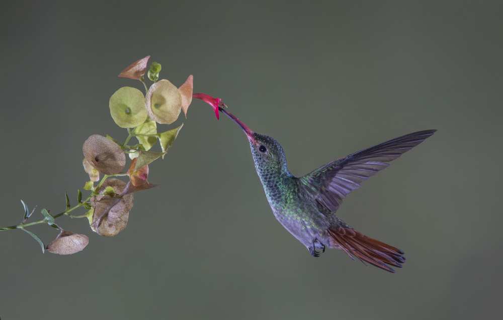 Stretch von Greg Barsh