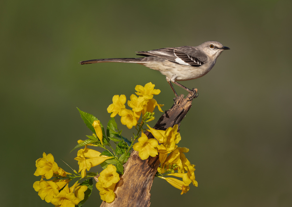 South Texas von Greg Barsh