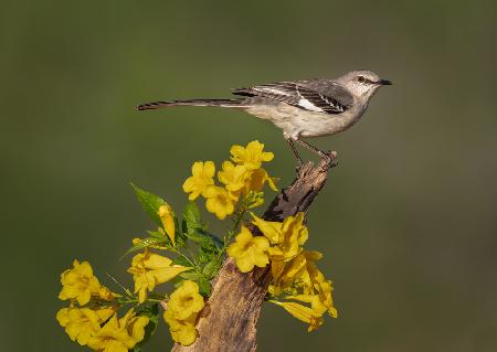 South Texas