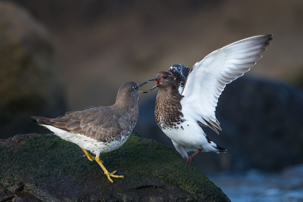 Surfbird squabble von Greg Barsh