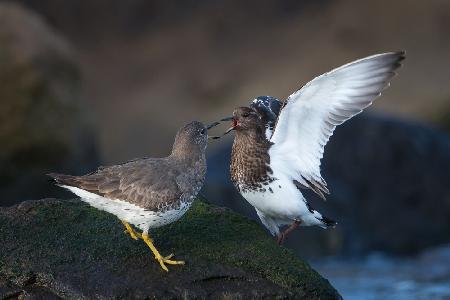 Surfbird squabble