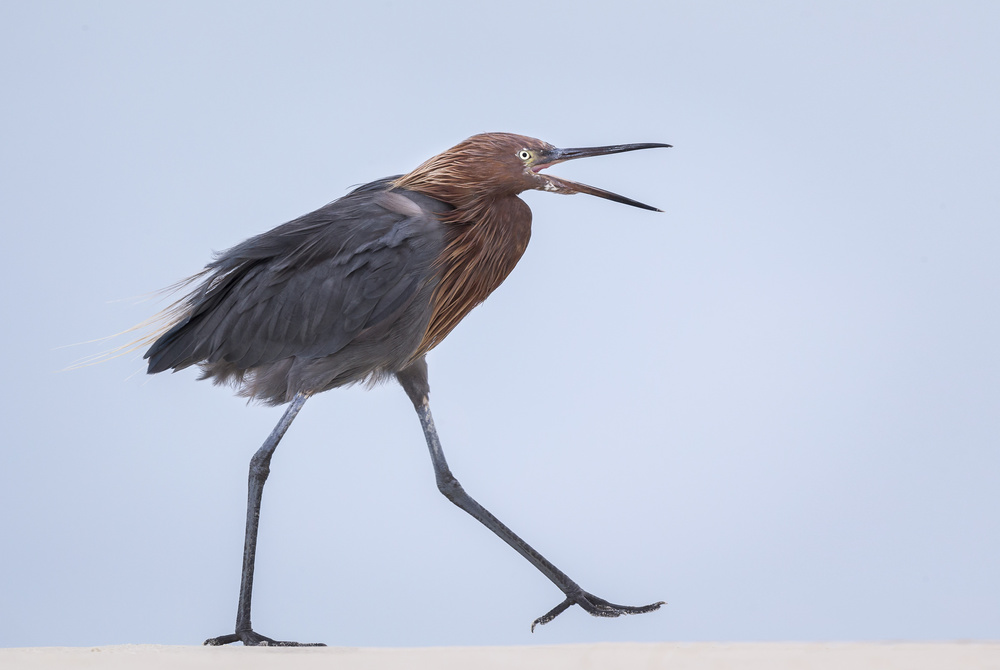 Angry Bird von Greg Barsh