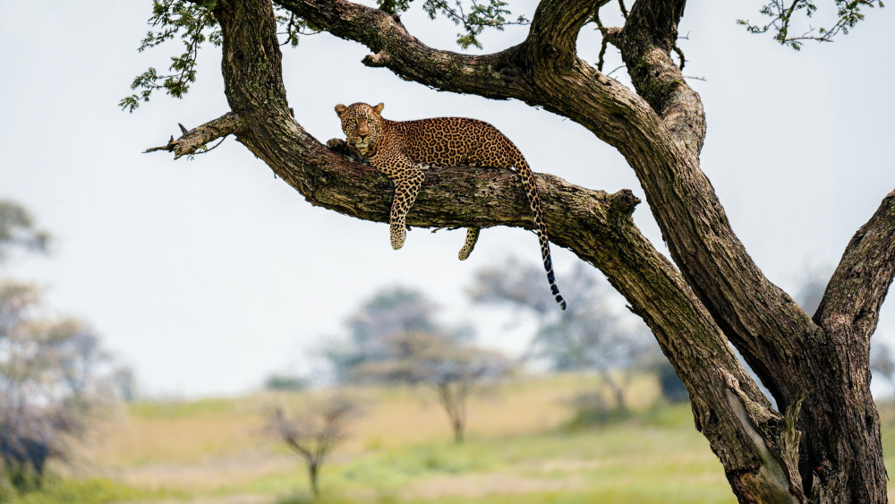 Getting hungry von Gregor Kresal