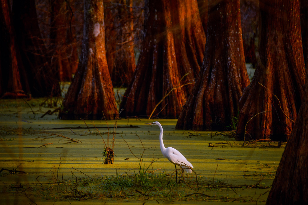 Looking For Breakfast von Gregory LeBlanc