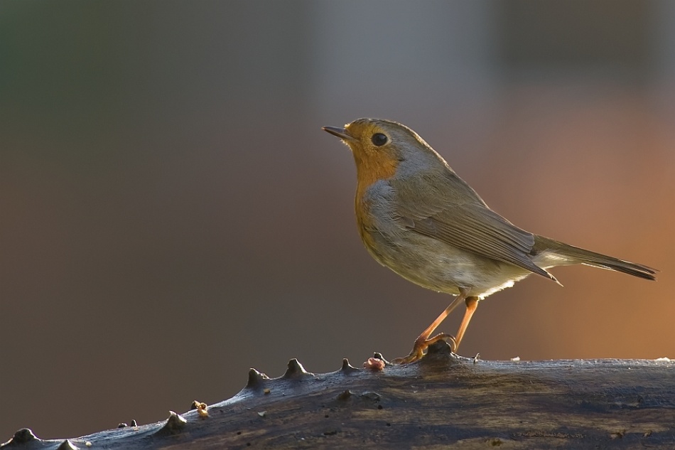 robin in beautiful light von Greyhorse