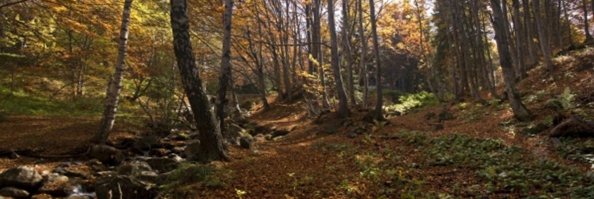 Herbstpanorama von Grischa Georgiew